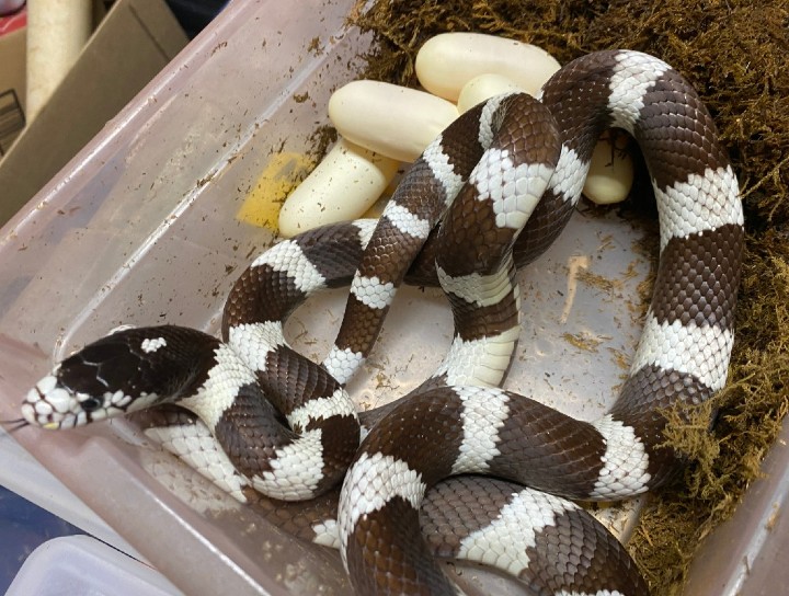 Cerbat Mountains California Kingsnake